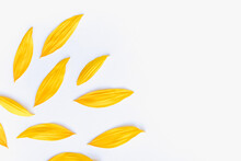 Sunflower Petals On A White Background, Yellow Petals, Color Background, Sunflower