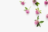 Fototapeta Kwiaty - clover flowers on white background, medicinal flowers