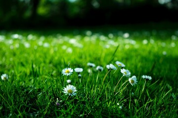 green grass in the garden