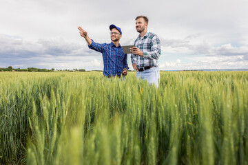 Two farmers standing in green wheat field examining crop during the day.