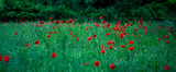 Fototapeta Natura - Field of red poppy (common poppy) flowers