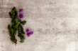 © Fotema - Green and violet floral composition at gray background with copy space. Green common yew foliage branches and purple chives flowers decoration creative.