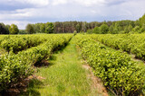 .Rows of blackcurrant (Ribes nigrum) green shrubs at field. Roztocze, Poland, Europe.