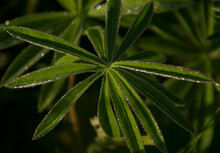 Leaf Of Lupine In Drops Of Morning Dew