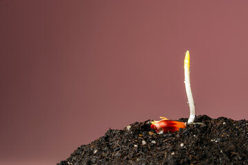 Canvas Print - sprouts of corn from a seed on the ground on a pink background