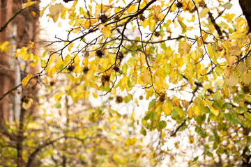 Late Autumn yellow leaves on tree