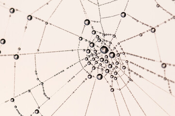 drops on the spider web