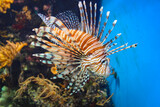 Fototapeta Do akwarium - Red Lionfish - Beautiful And Dangerous Animals. A Very Dangerous Fish Of The Caribbean Sea