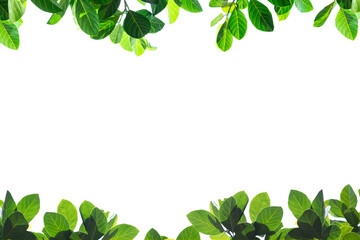 Fresh green leaves on white background with copy space.