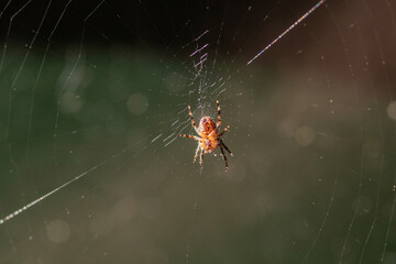 Spider on web with bokeh/blurred background