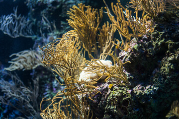 Wall Mural - Ocean underwater coral reef