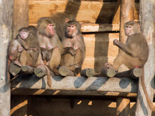 A Group Of Hamadryas Baboons (Papio Hamadryas)