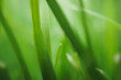 Grüne Grashalme auf der Wiese als Textur