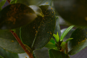 Leaves leaf texture green organic background macro layout close