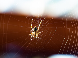 Spider on web