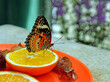 Piękny motyl na pomarańczy