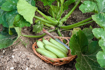 Home gardening during lock down and quarantine. Collection of the zucchini in a wooden basket. Concept of agriculture and recreation activity.