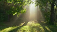 Fantastic Foggy Morning. Camera Moves Towards The Blinding Light Between The Trees. Mystical Walk In The Summer Forest