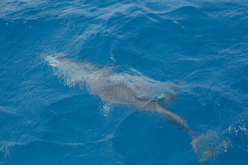 dolphin swimming in the water