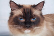Kot Ragdoll niebieskie oczy kota 
