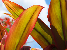 Sun Shining On Tropical Leaves With Red, Yellow And Green Hues And A Blue Sky And Clouds In The Background.