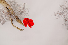 Flower Arrangement On A White Background From Dry Plants, A Smooth Tree Branch From Which A Bright Red Geranium Flower Sticks Out. Floritic Photography For Writing Text.