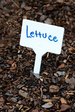Lettuce Sign In Garden