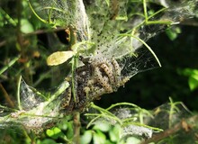 Webworm Caterpillars Visible Inside The Nest.