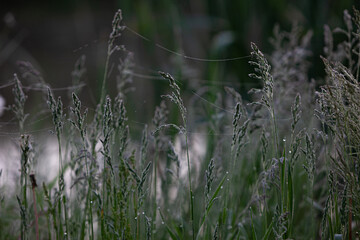 Ears coverd with dew and web in the early morning