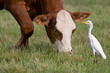 Cattle Egret Standing Near Cow Grazing in a Pasture in Rural Louisiana 