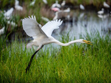 Great White Egret Flying Through The Marsh