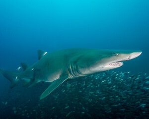 Wall Mural - A Sand-Tiger Shark Swims Over a School of Minnows in the Outer Banks of North Carolina