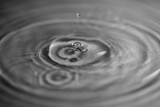 Fototapeta Tulipany - Water droplet
