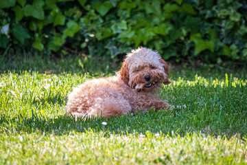 Wall Mural - puppy in grass