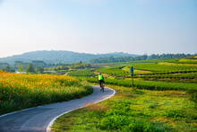 Man Ride Bicycle On Bicycle Lane In The Parks With Cloud Blue Sky At Singha Park , Chiang Rai , Thailand