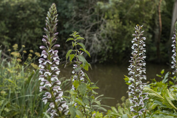 purple flowers next to a river and with trees in the background