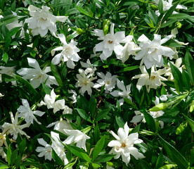 Aromatic fragrant spring gardenias in full bloom.