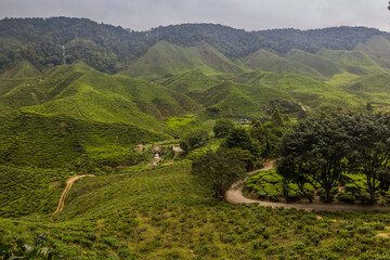 Wall Mural - View of a tea plantation in the Cameron Highlands, Malaysia