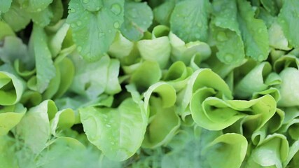 Wall Mural - The green lettuce leaves shoots in rows on garden beds in the vegetable field. Cultivation of vegetables. Agriculture. Gardening in the summer house in the spring and summer season. 