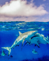 Wall Mural - A Group of Caribbean Reef Sharks Under the Surface in the Bahamas