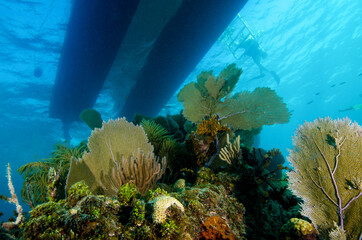 Wall Mural - A Scuba Diver Boards a Dive Boat in the Florida Keys