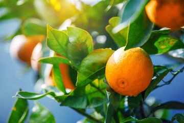 close up ripe oranges fruit hanging on tree in orange plantation garden , Chiangmai , Thailand