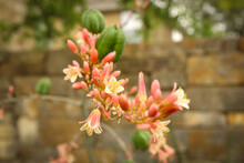 Red Yucca Plant, Center Frame, Detail With Blur And Vignette