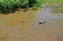 Mother Duck And Baby Ducks In Water With Mud