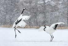 Dancing Cranes. The Ritual Marriage Dance Of Cranes. The Red-crowned Crane. Scientific Name: Grus Japonensis, Also Called The Japanese Crane Or Manchurian Crane. Natural Habitat. Japan.