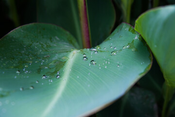 drops of rain or dew on large green leaves. Greeting card or background. The concept of freshness and coolness.