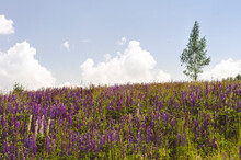 A Lone Tree On A Hill With Blooming Lupines. A Tree Against A Blue Sky With White Clouds.