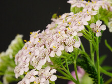 Close-up Of A Wild White Cluster Of Flowers Common Yarrow On A Black Background, Scientific Name Achillea Millefolium