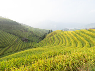 Wall Mural - Longshen Rice fields in Chengdu, China