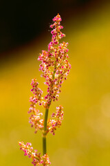 Sticker - multicolored flowers on the plain on a beautiful summer day